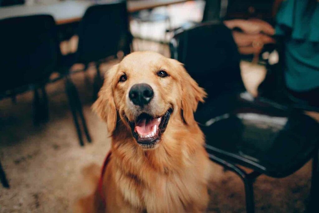 How Much CBD Oil Should I Give My Dog?
