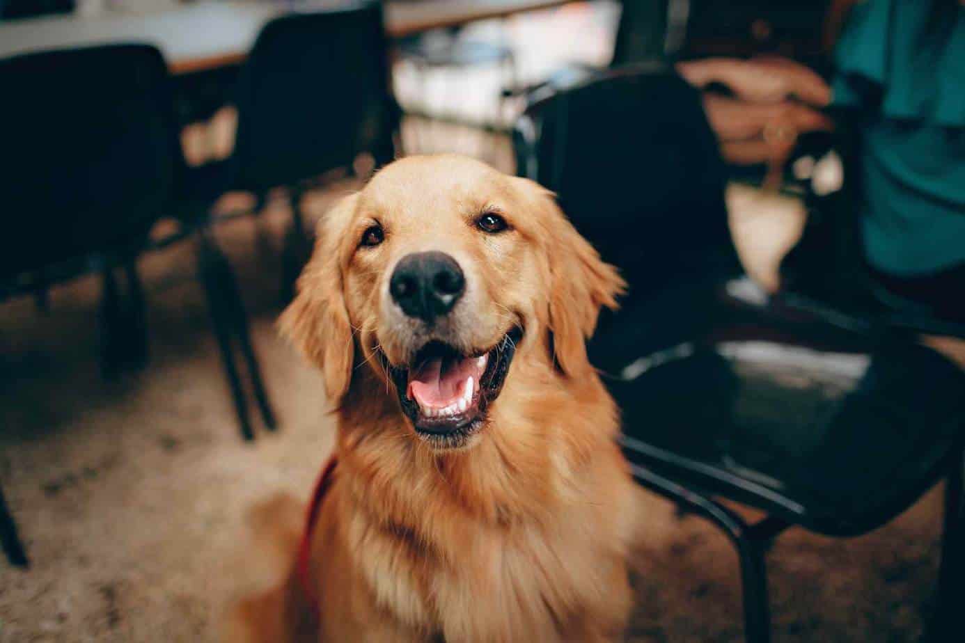 How Much CBD Oil Should I Give My Dog?