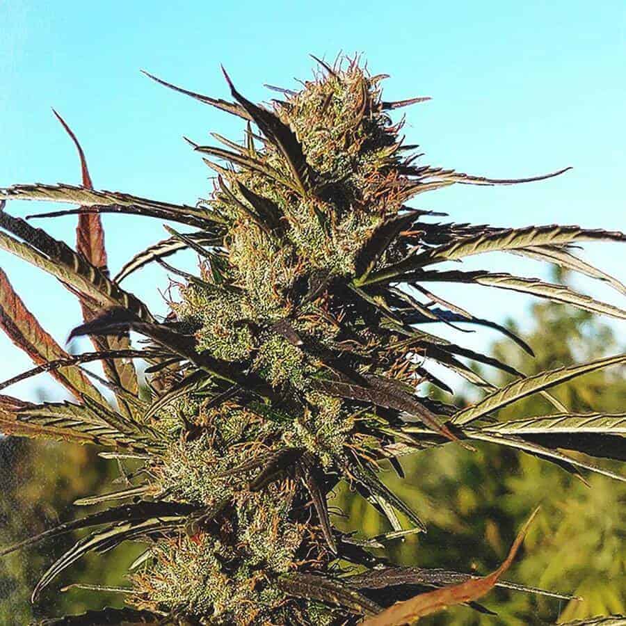 Is ‘Amore Flower’ Legit? – A Real Tested CBD Brand Spotlight Review