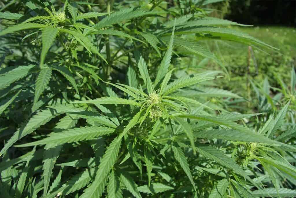 Does CBD Get You High?