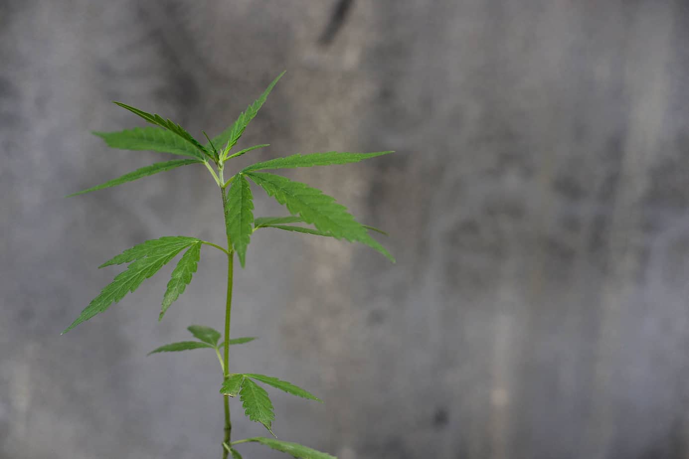 CBD vs THC: The Ultimate Introductory Guide