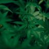 Real Tested CBD
