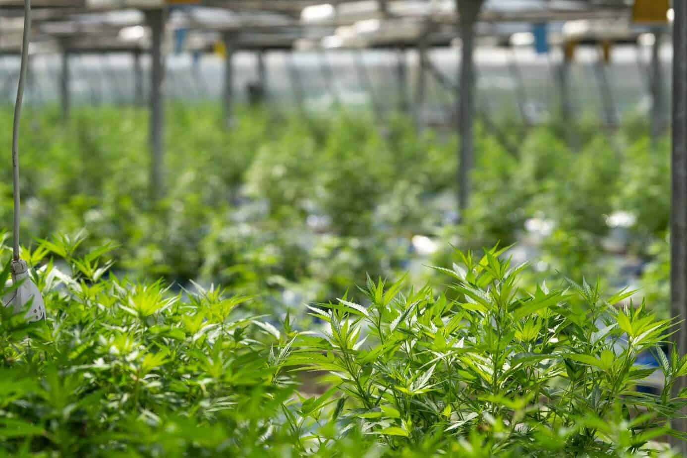 Is CBD Essence Legit? – A Real Tested CBD Brand Spotlight
