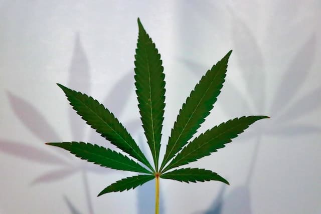 Why Is CBG Called The “Mother Of Cannabinoids”?