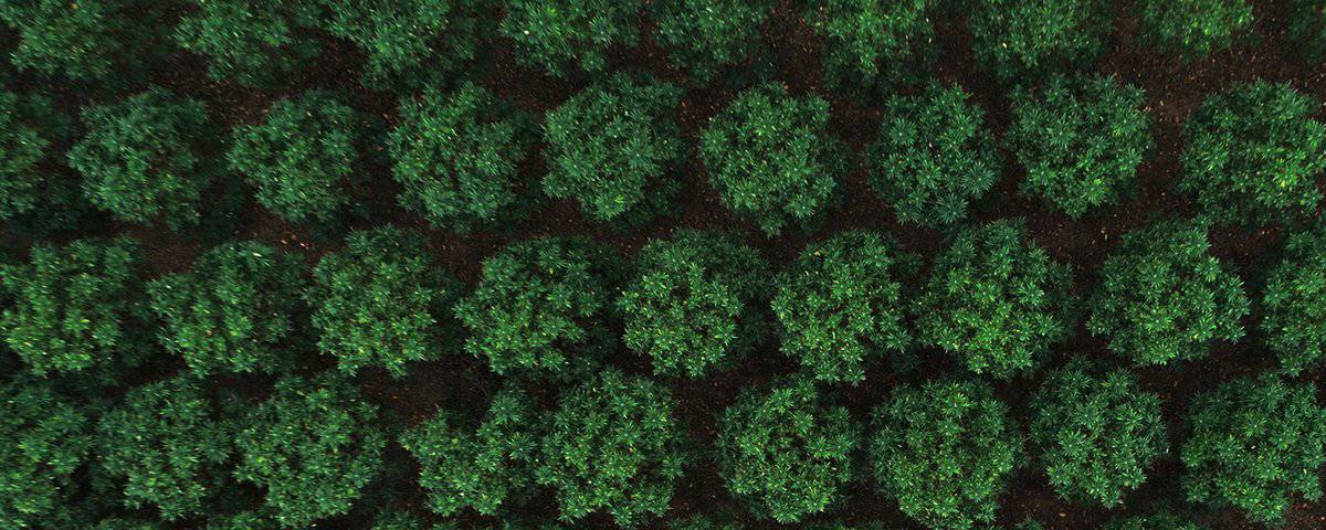Is Ananda Hemp’s CBD Legit?