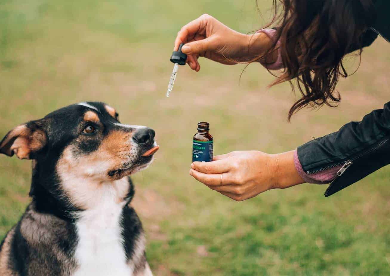 Real Tested CBD Reviews: Top 7 CBD Oils for Pets