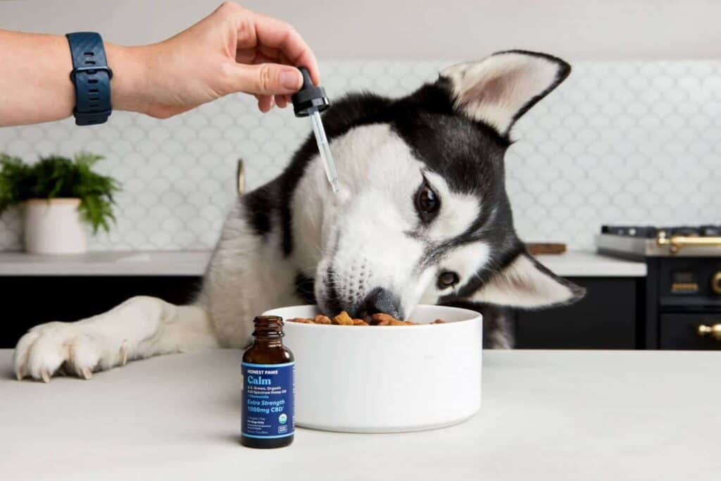 Nevada Becomes First State to Allow CBD Through Your Vet