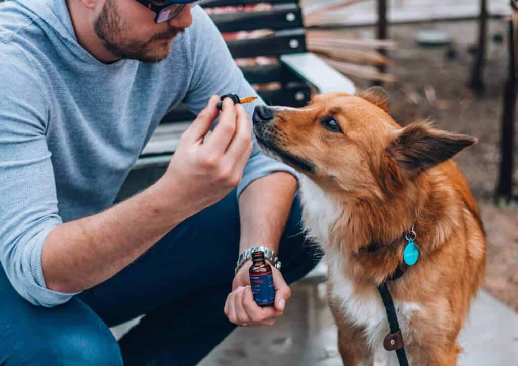 Real Tested CBD Reviews: Top 5 CBD Oils for Pets