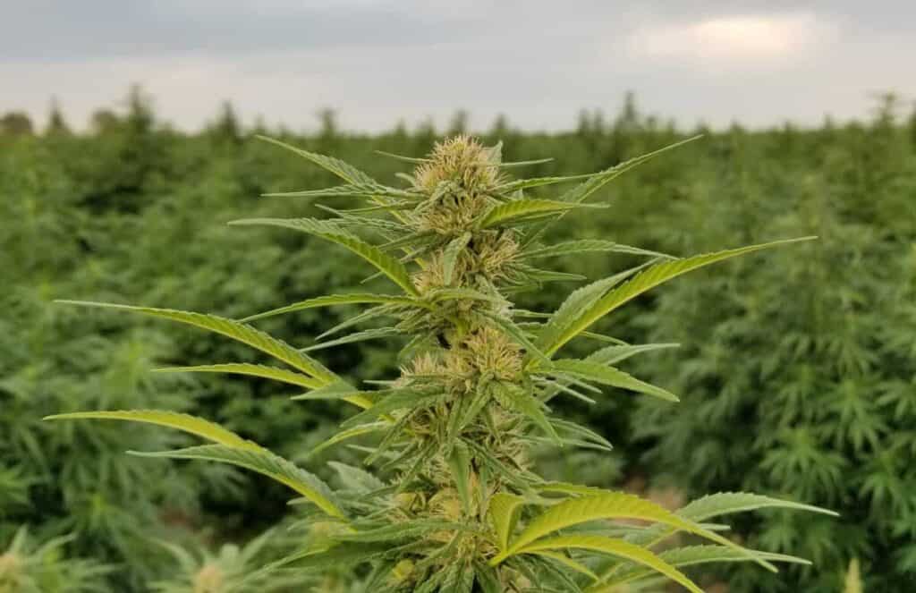 What Is “Hot Hemp”? Is It Real?