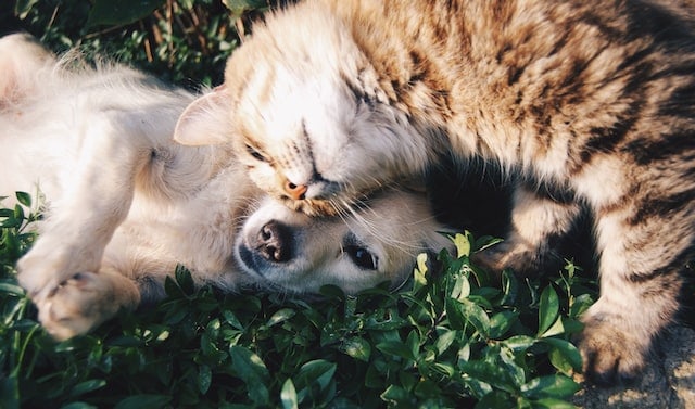 Which Is Best: CBD Treats vs CBD Oil for Your Pets