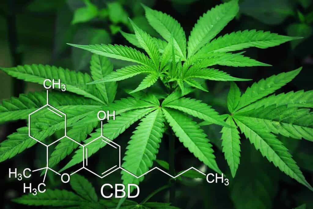 Does CBD Show Up In a Drug Test? Part II