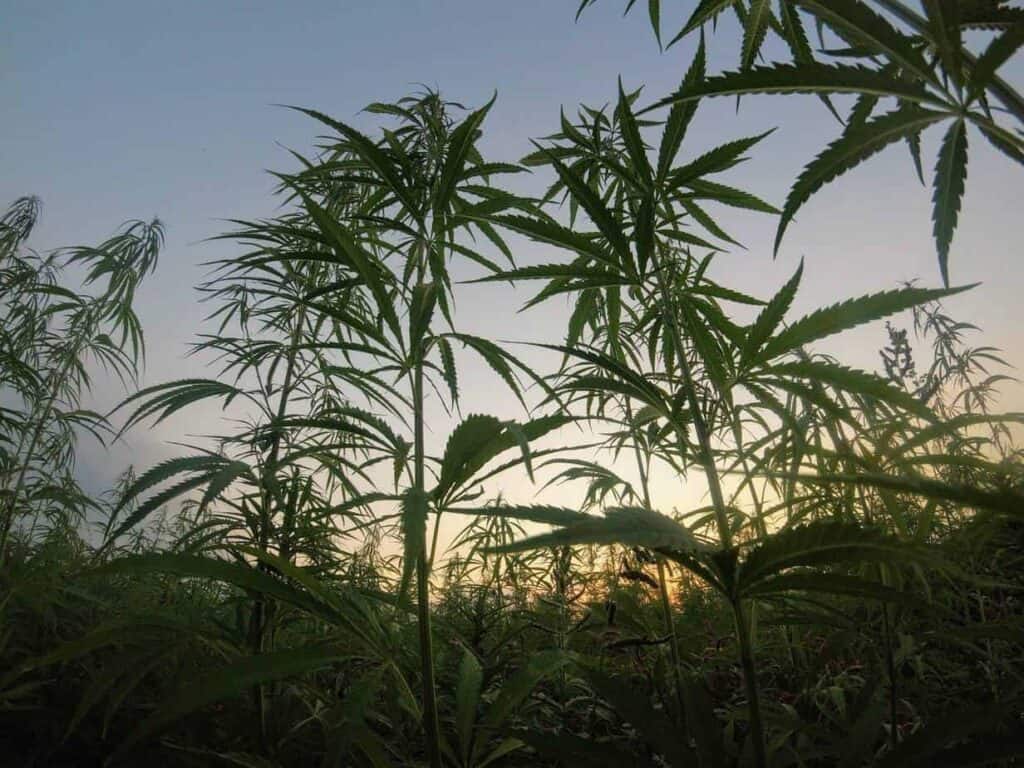 A New Cannabinoid on the Rise: What Is Delta-8?