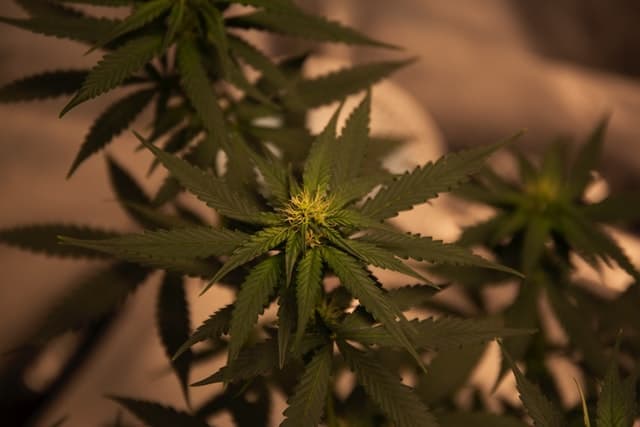 Can People Legally Grow CBD Hemp At Home?