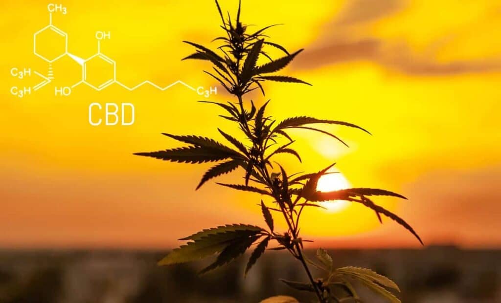 Real Tested CBD: Our Top 5 Full-Spectrum CBD Oils of 2020