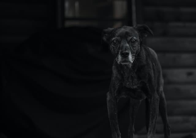 How Could CBD Help Aging Pets?