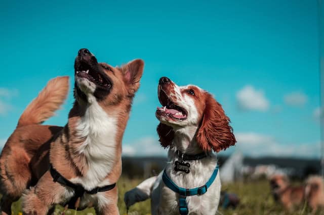Can Your Dog Take CBD Treats? — Dog Breeds & CBD Oil