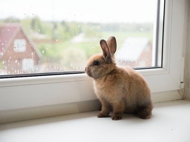 Hemp for Hares — Is CBD Oil Safe for Pet Rabbits?