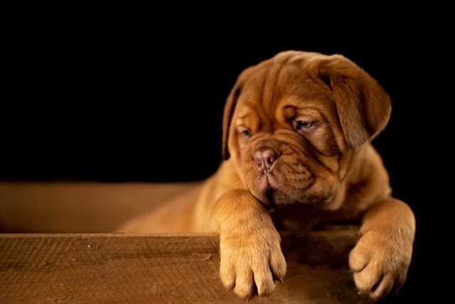 Is Full-Spectrum CBD Good for Dogs?