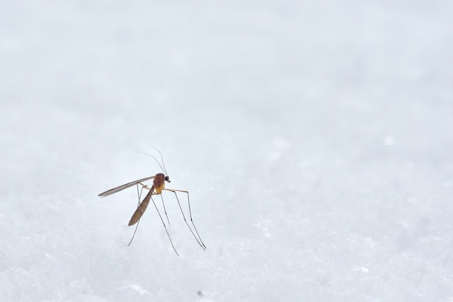 A Look into CBD-Infused Mosquito Repellants