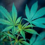 Understanding Reggie Weed: Characteristics of Low-Grade Cannabis