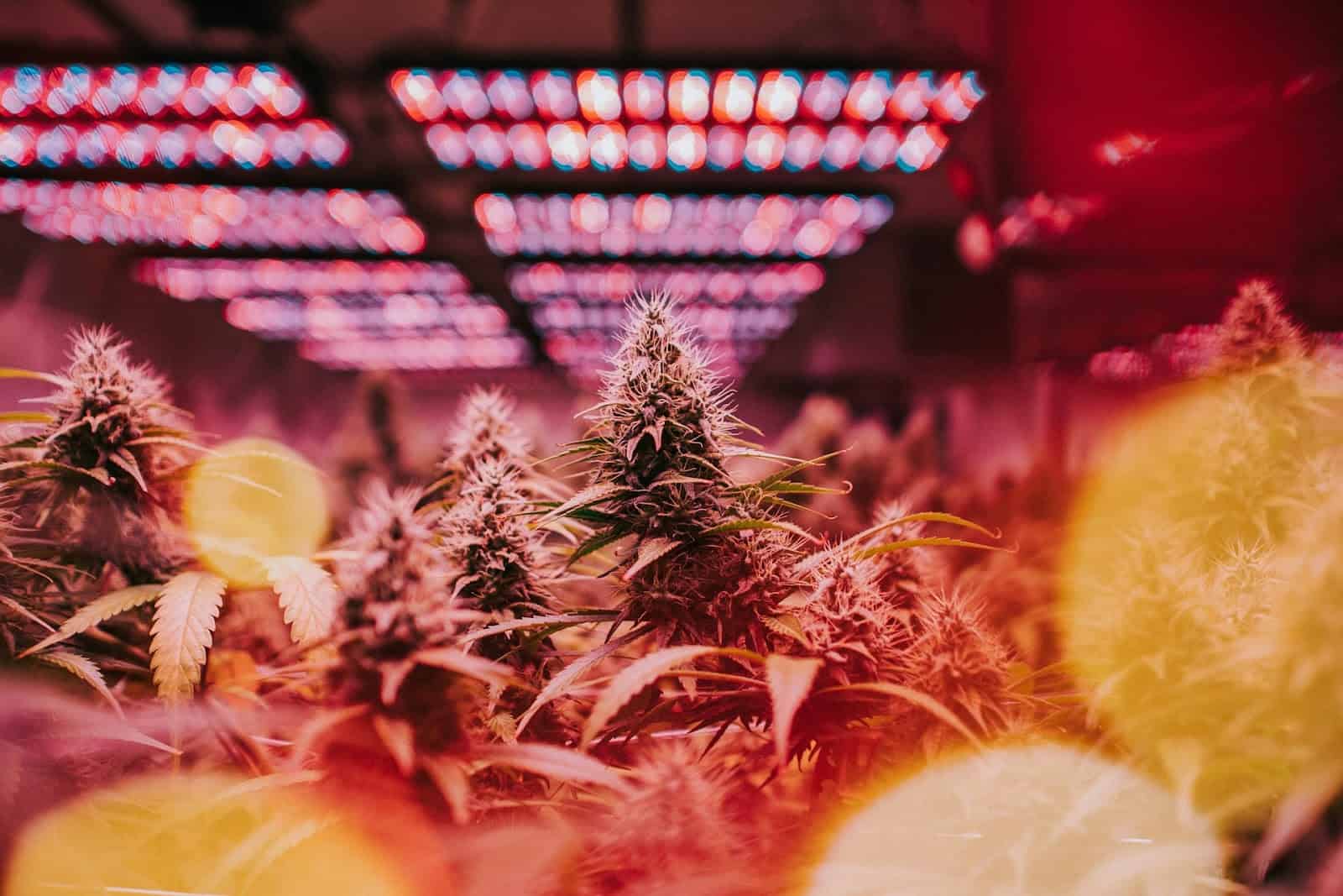 Male Cannabis Plants: How Can You Use Them & What Is Their Importance?