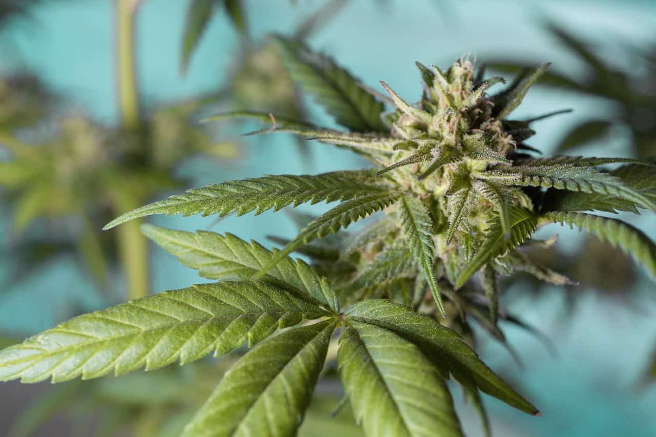 Female Cannabis Plants: Why Are They Important & Are They Different From Male Marijuana Plants?